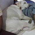 Fire-Hound