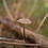 fungal